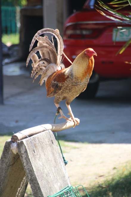 20160212024451_IMG_4262